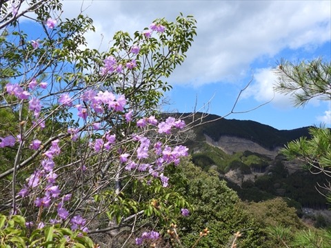 ゲンカイツツジ(岩屋山20230322)No7_R