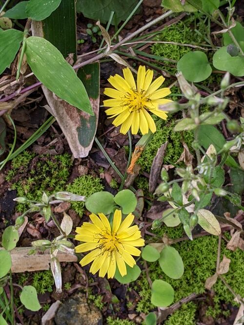 天山のミヤマキリシマ 勝手に花言葉 徒然なるままに