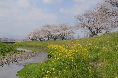 桜(草場川20210323)No0009_R