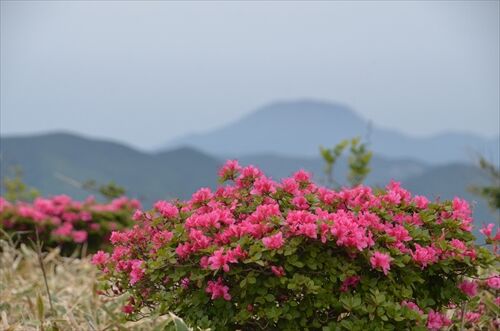天山のミヤマキリシマ 勝手に花言葉 徒然なるままに 天山のミヤマキリシマ 勝手に花言葉 徒然なるままに