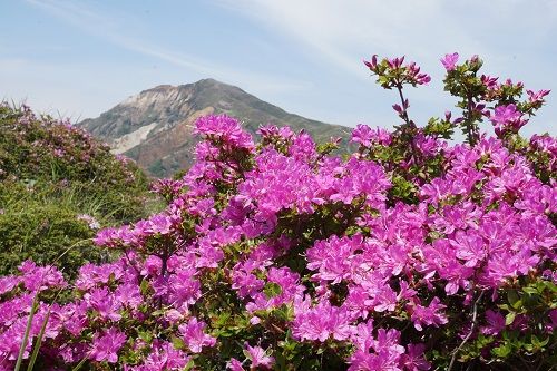 最高かつ最も包括的なミヤマ キリシマ 花 言葉 最高の花の画像 最高かつ最も包括的なミヤマ キリシマ 花 言葉 最高の花の画像