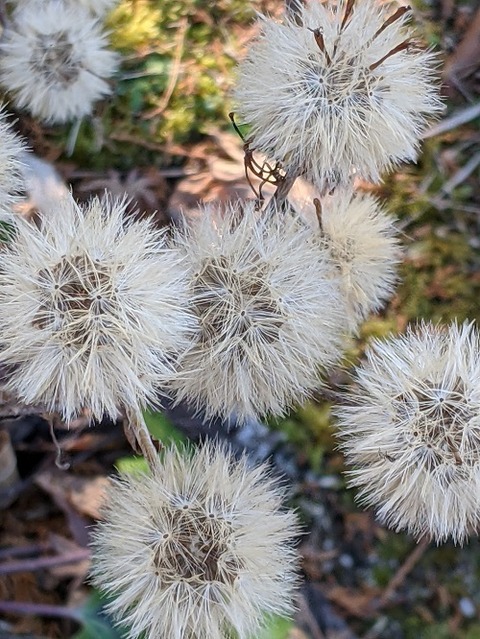 福智山ろく花公園20210120No17