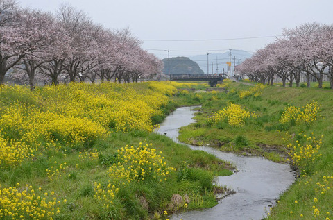 桜(草場川2016)1