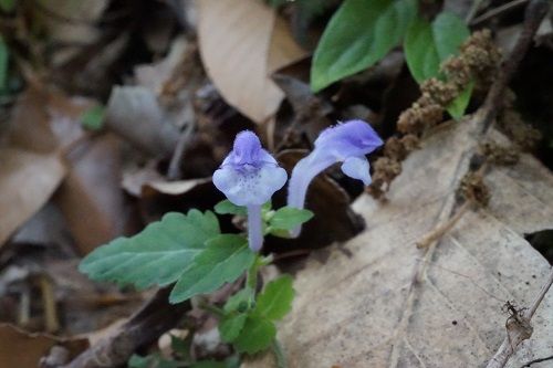 カマーネック 山野の妖精シリーズ 勝手に花言葉 徒然なるままに