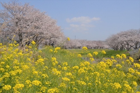 桜(草場川20210323)No0003_R