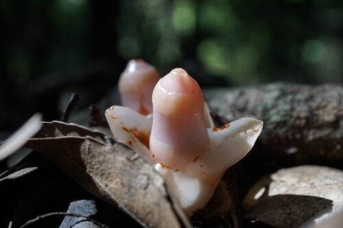 ヤッコソウ 高房山 : 勝手に花言葉 徒然なるままに