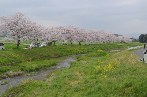 桜(草場川2017)2