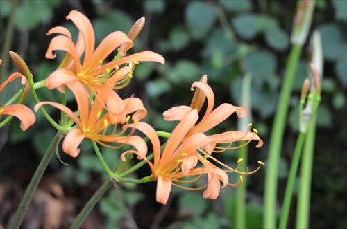 もう こんなに咲いてんの 八幡岳 勝手に花言葉 徒然なるままに もう こんなに咲いてんの 八幡岳 勝手に花言葉 徒然なるままに