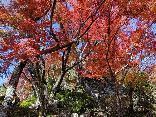 ちょっとお勉強後に 羅漢寺の紅葉 勝手に花言葉 徒然なるままに