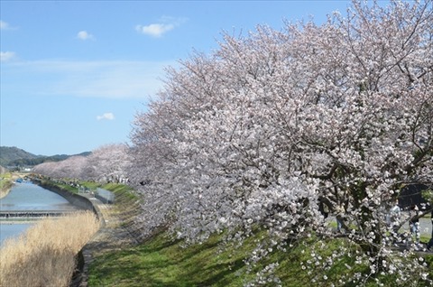 桜(流川20220327)No2_R