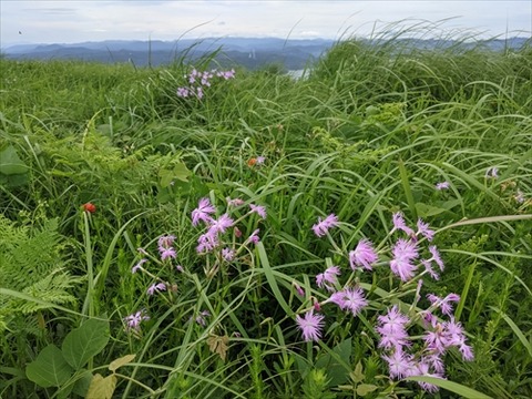 カワラナデシコ(川内峠20210722)No2_R