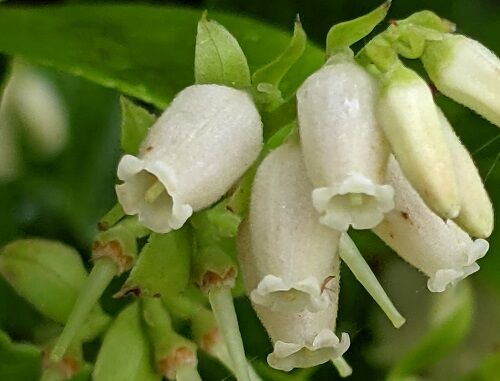 シャシャンボ って 四王寺山 勝手に花言葉 徒然なるままに シャシャンボ って 四王寺山 勝手に花言葉 徒然なるままに