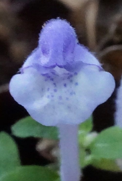 カマーネック 山野の妖精シリーズ 勝手に花言葉 徒然なるままに