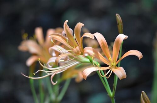 もう こんなに咲いてんの 八幡岳 勝手に花言葉 徒然なるままに もう こんなに咲いてんの 八幡岳 勝手に花言葉 徒然なるままに