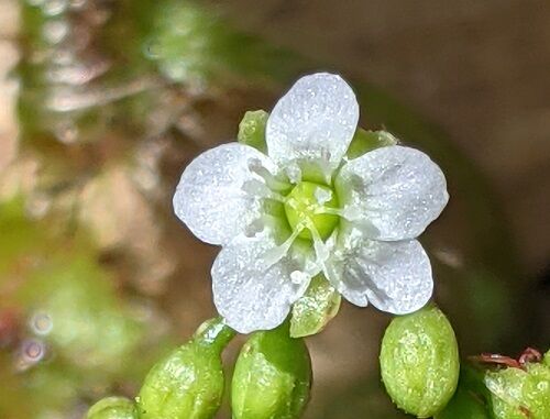 毛氈の嵐 天山 勝手に花言葉 徒然なるままに