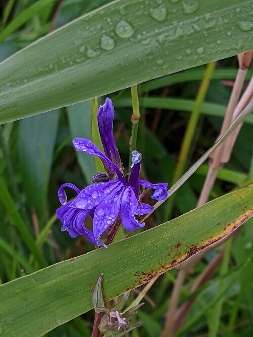 秋朝露のタデ原湿原 勝手に花言葉 徒然なるままに