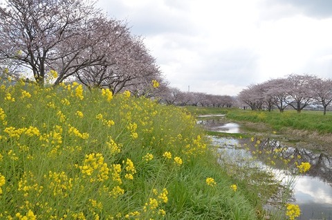 桜(草場川20190301)2