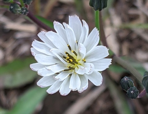 勝手に花言葉 徒然なるままに タカサゴソウ