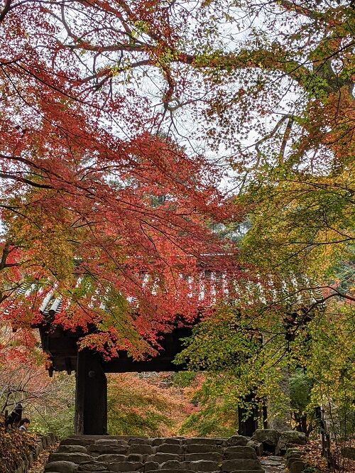 間に合った 秋月紅葉 勝手に花言葉 徒然なるままに 間に合った 秋月紅葉 勝手に花言葉 徒然なるままに