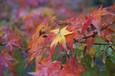 勝手に花言葉 徒然なるままに 紅葉
