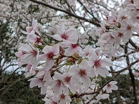 虎尾桜20220330No2_R