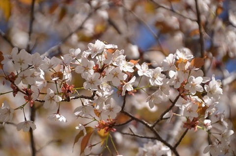 桜(朽網分かれ20190421)4