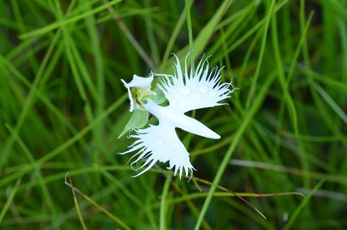 勝手に花言葉 サギソウ 勝手に花言葉 徒然なるままに