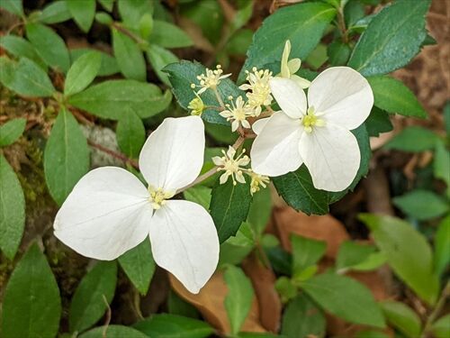 蕾みの作礼山 飛べ 勝手に花言葉 徒然なるままに