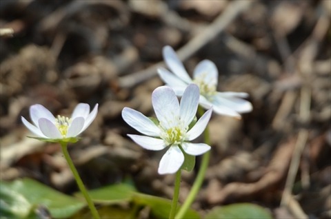 福智山ろく花公園20220309No58_R