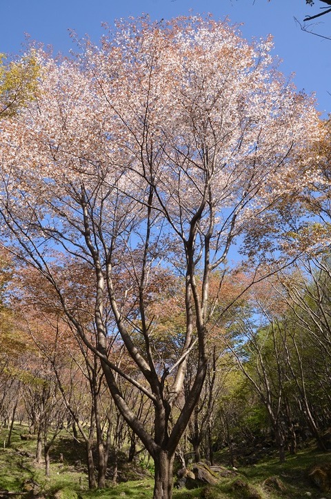 桜(朽網分かれ20190421)2