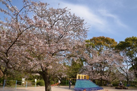 桜(花立山20200404)No14