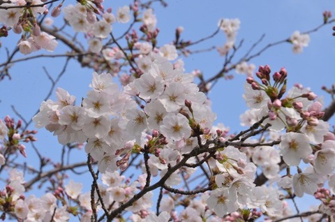 桜(草場川20190331)6