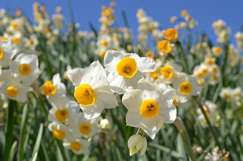 勝手に花言葉 徒然なるままに 水仙