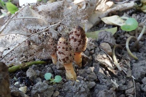 キイレツチトリモチ 勝手に花言葉 徒然なるままに