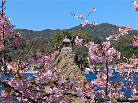 河津桜(四浦半島20240212)No10_R