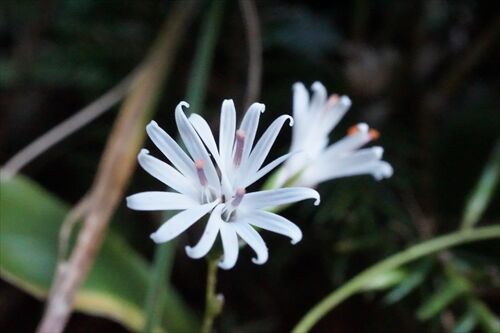 晩秋の天使 白熊 四王寺山 勝手に花言葉 徒然なるままに
