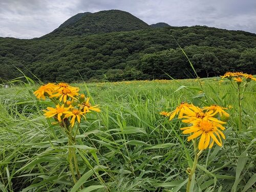 ハンカイソウ全開 タデ原湿原 勝手に花言葉 徒然なるままに