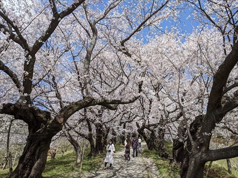 桜(夕月神社20220327)No7_R