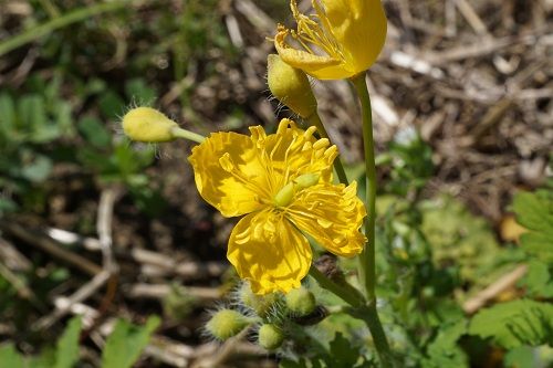 クサノオウ 草の黄 瘡の王 勝手に花言葉 徒然なるままに クサノオウ 草の黄 瘡の王 勝手に花言葉 徒然なるままに