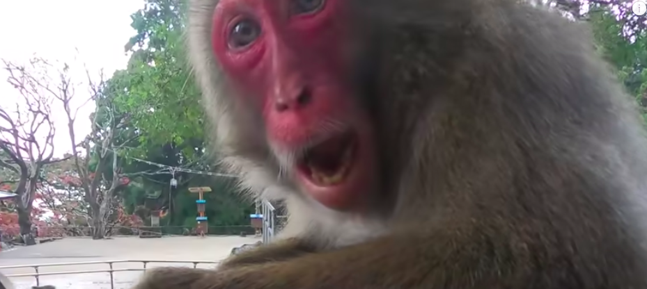 海外 九州旅行を計画しないと 高崎山自然動物園のマカク猿に魅了される海外の人々 動画翻訳 かっとびジャパン 海外の反応 海外 九州旅行を計画しないと 高崎山自然動物園のマカク猿に魅了される海外の人々 動画翻訳 かっとびジャパン 海外の反応