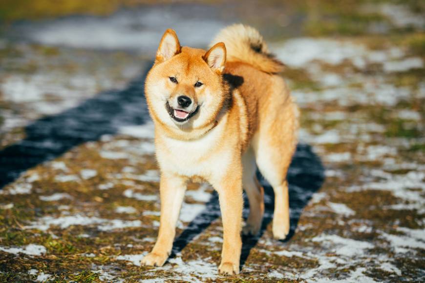 海外 プーチンの代わりに貰います プーチン氏が拒否した秋田犬の飼い主に立候補する海外の人々 動画翻訳 かっとびジャパン 海外の反応 海外 プーチンの代わりに貰います プーチン氏が拒否した秋田犬の飼い主に立候補する海外の人々 動画翻訳 かっとびジャパン 海外の反応