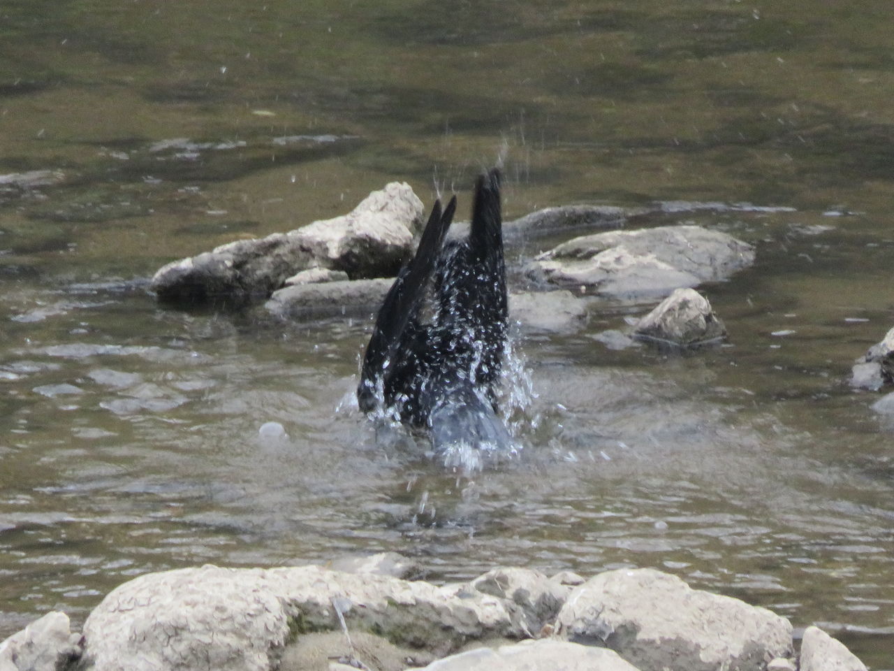カラスの行水 斑鳩より日々の記録
