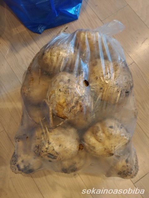 マンゲーオ 10kg