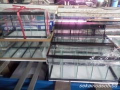 バンコク・チャトチャック市場水槽事情