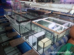 バンコク・チャトチャック市場水槽事情