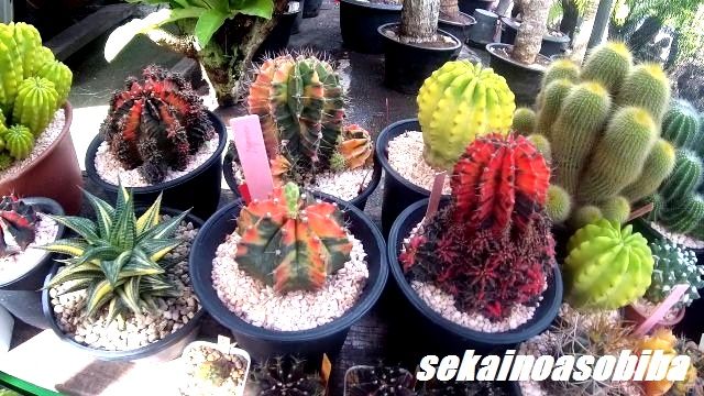 せかあそ2 むむむ 植木市で超高額なサボテンがあったぁ じっくり しっかりと見たw 世界の遊び場 せかあそ2 むむむ 植木市で超高額なサボテンがあったぁ じっくり しっかりと見たw 世界の遊び場