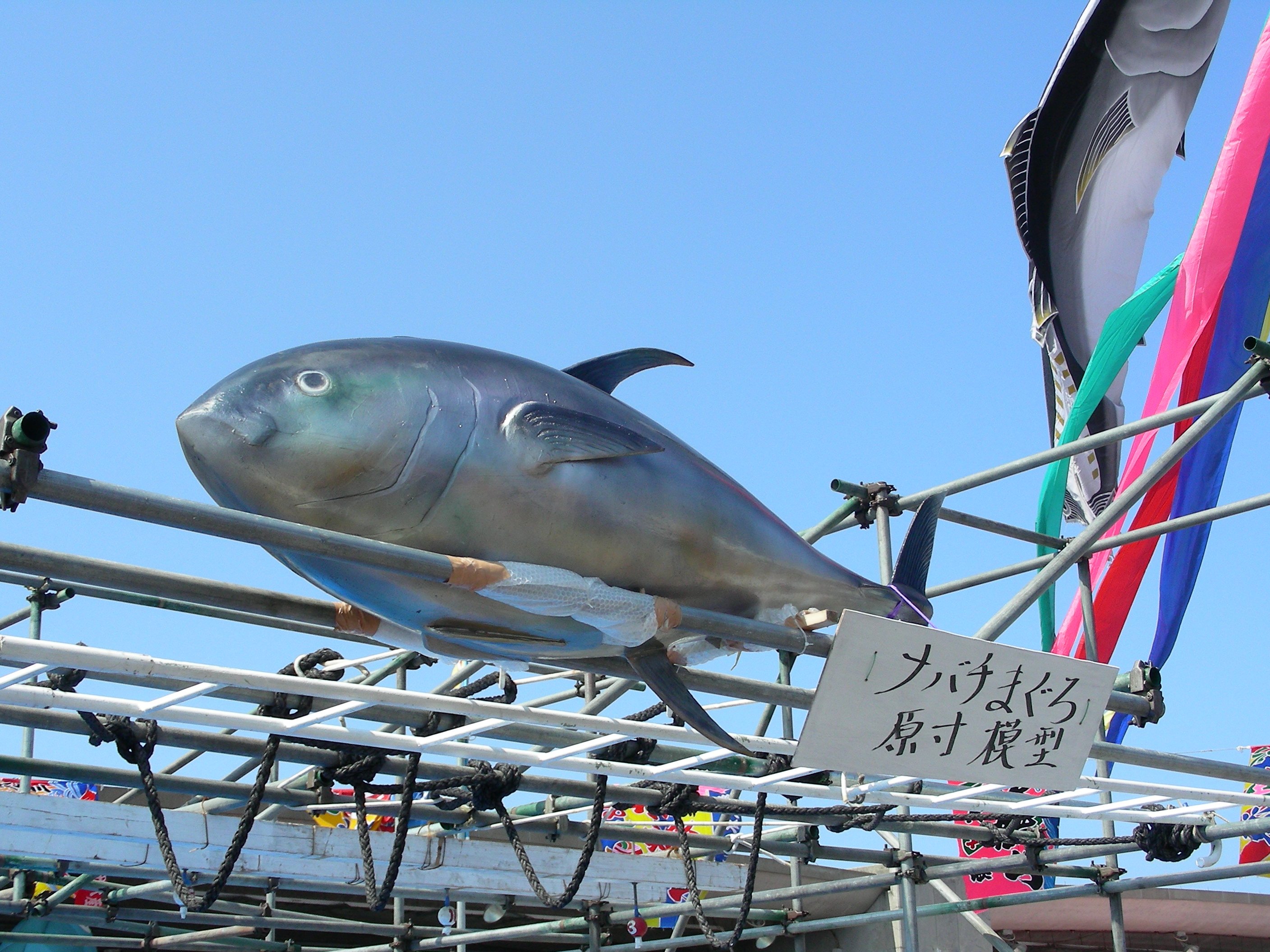 串木野まぐろフェスティバル やっせんカタヤンのブログ