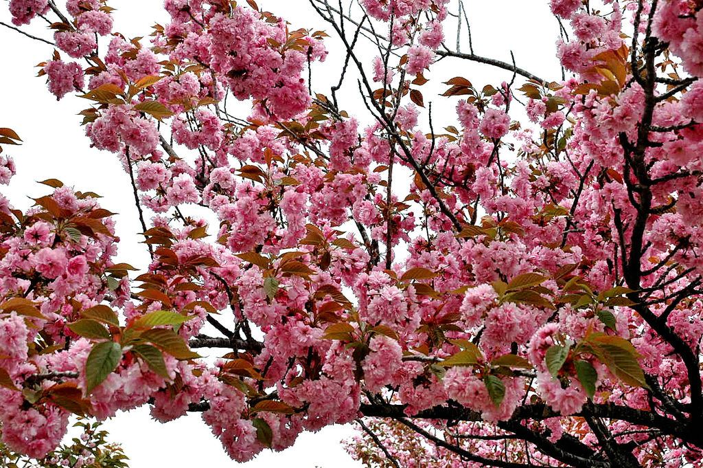 牡丹 桜 ピノキオ日誌 Fishing Diary 牡丹 桜 ピノキオ日誌 Fishing Diary