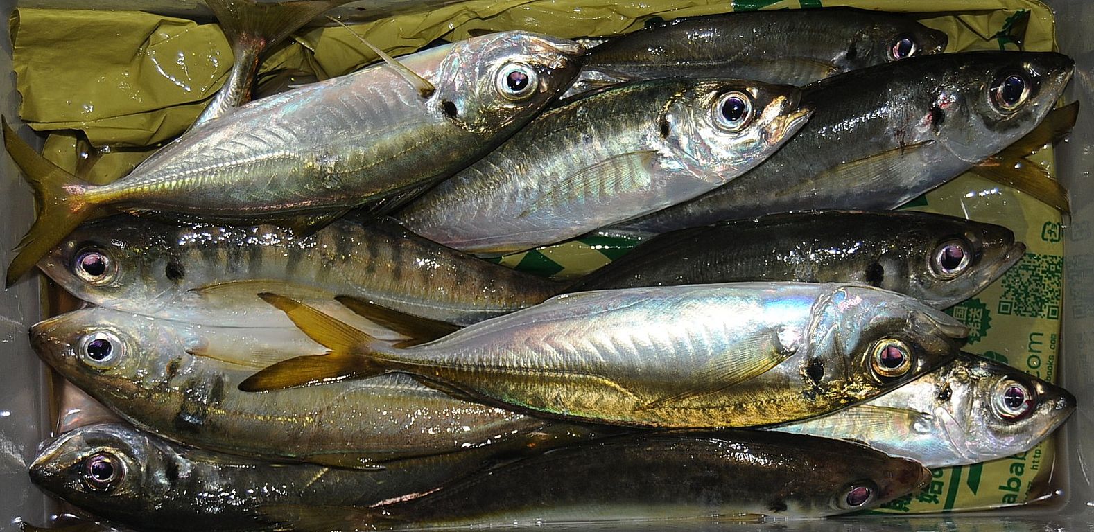 アジing 大島 ピノキオ日誌 Fishing Diary