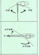 肩の運動2